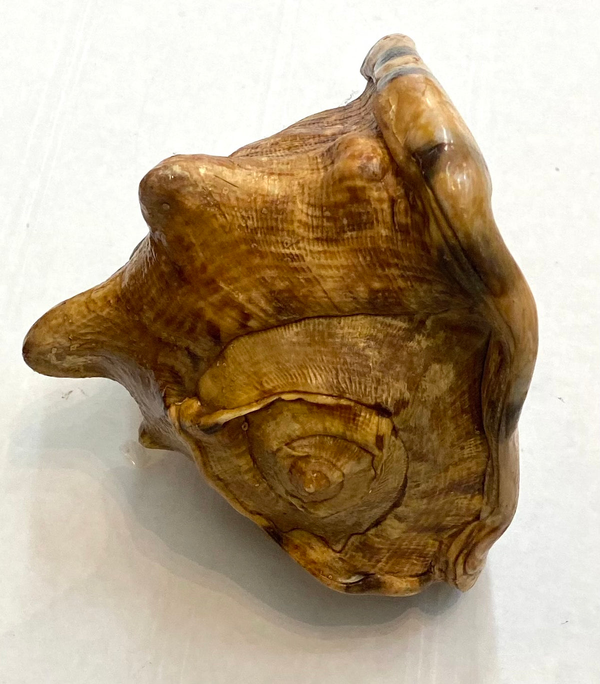 Strap sea shell