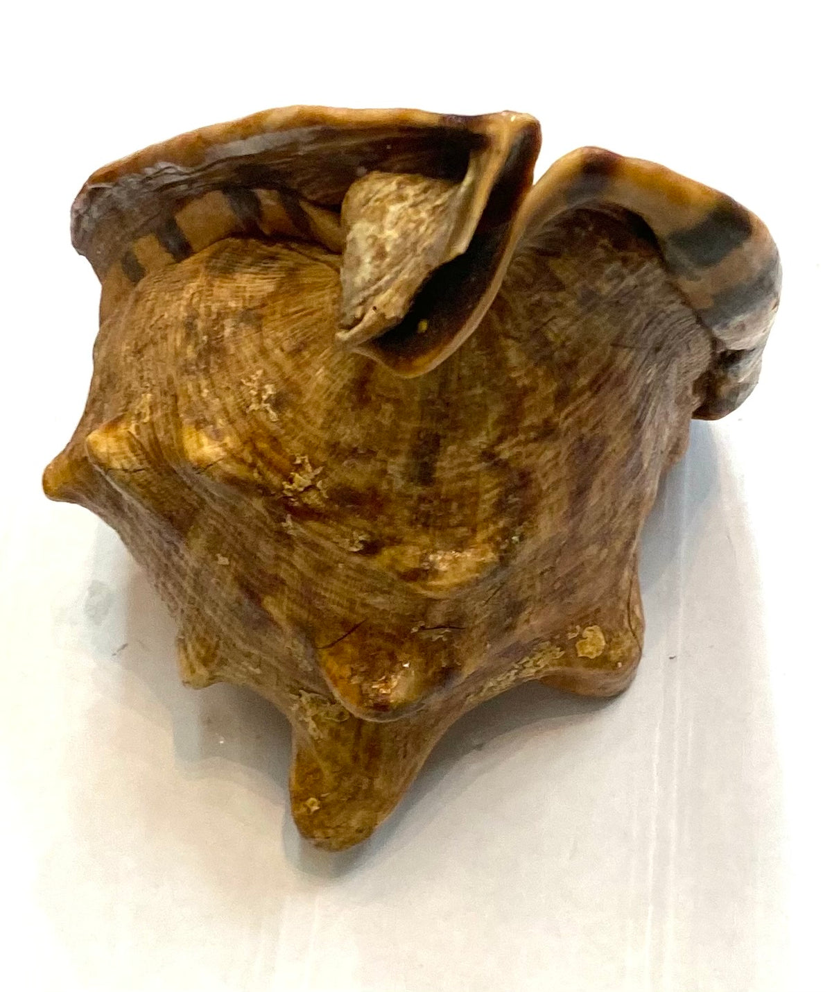 Strap sea shell