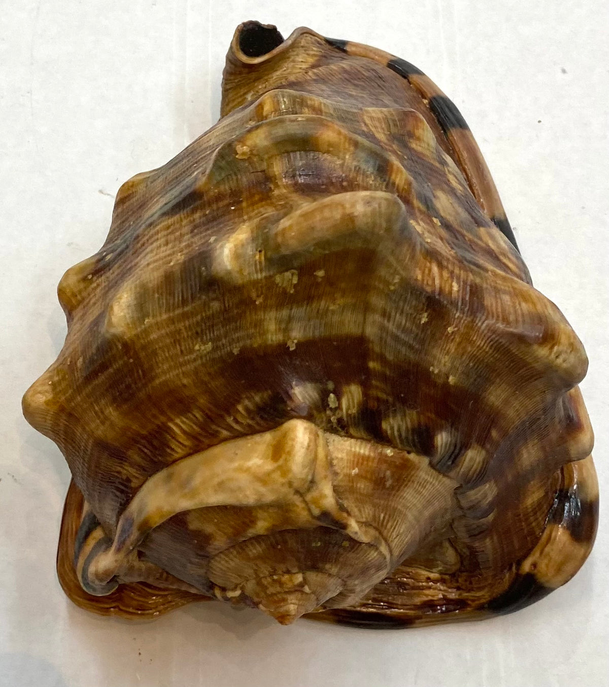 Strap sea shell
