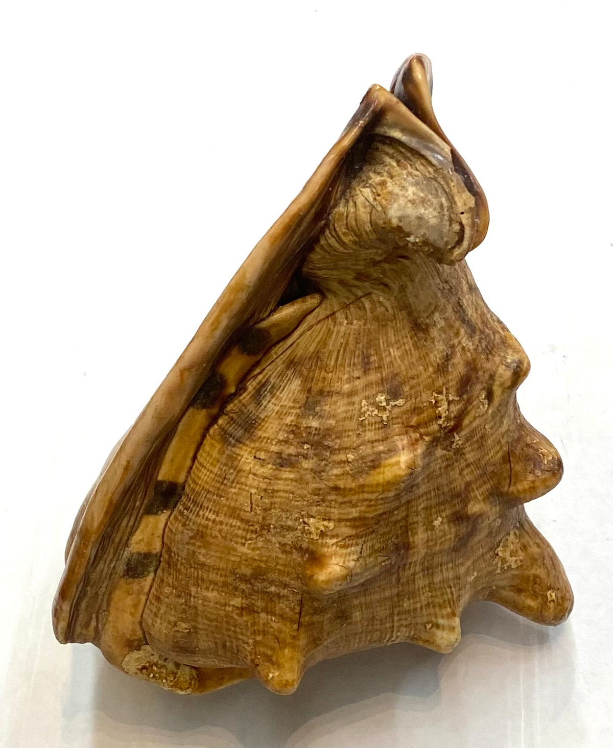 Strap sea shell