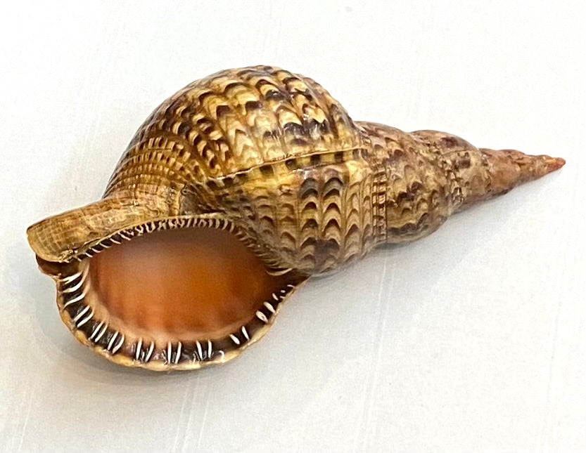 Sea shells/triton Trumpet