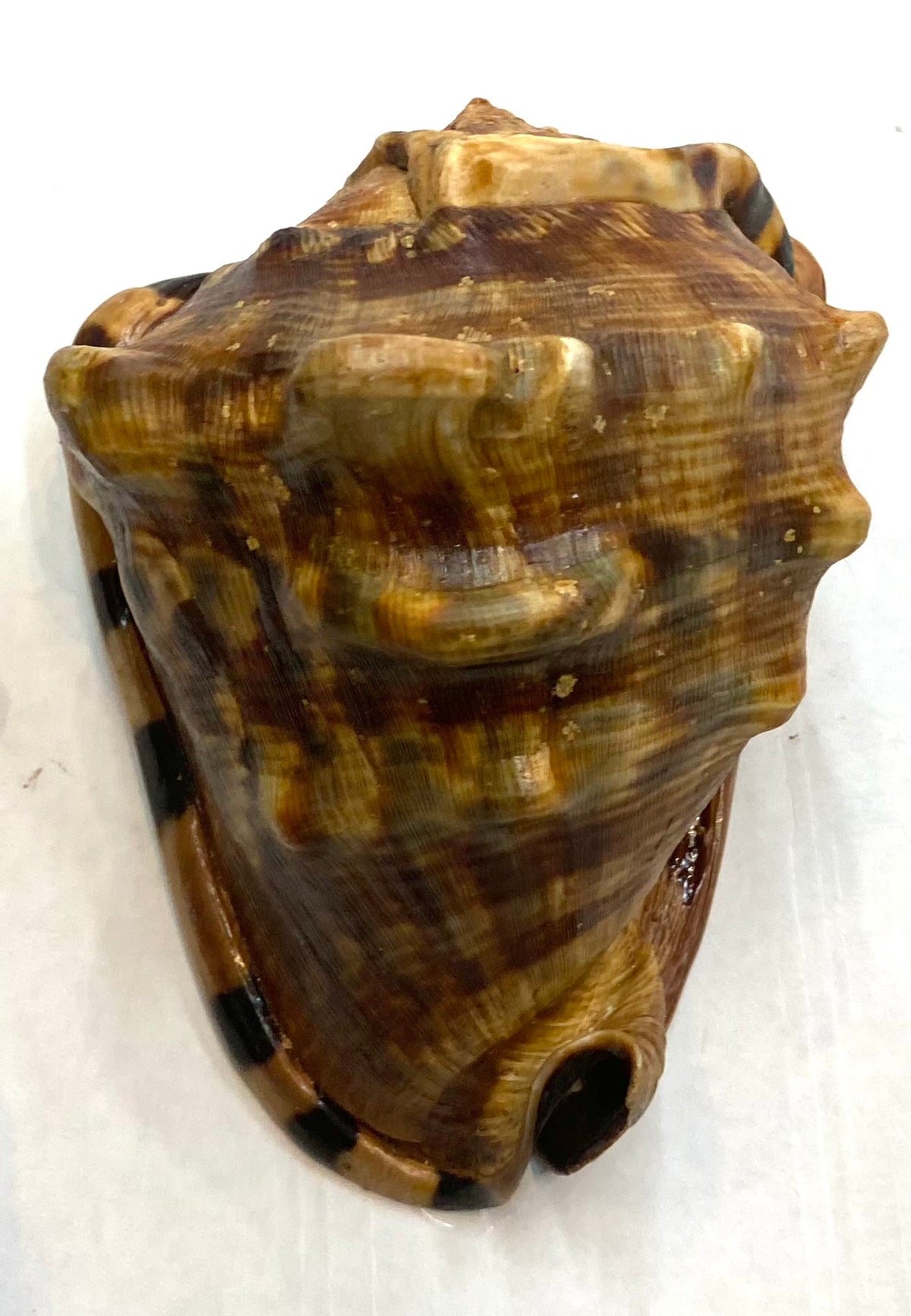 Strap sea shell
