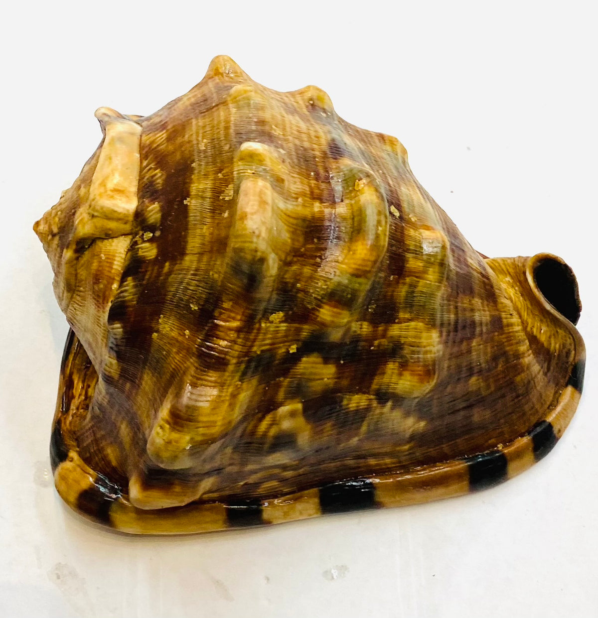 Strap sea shell