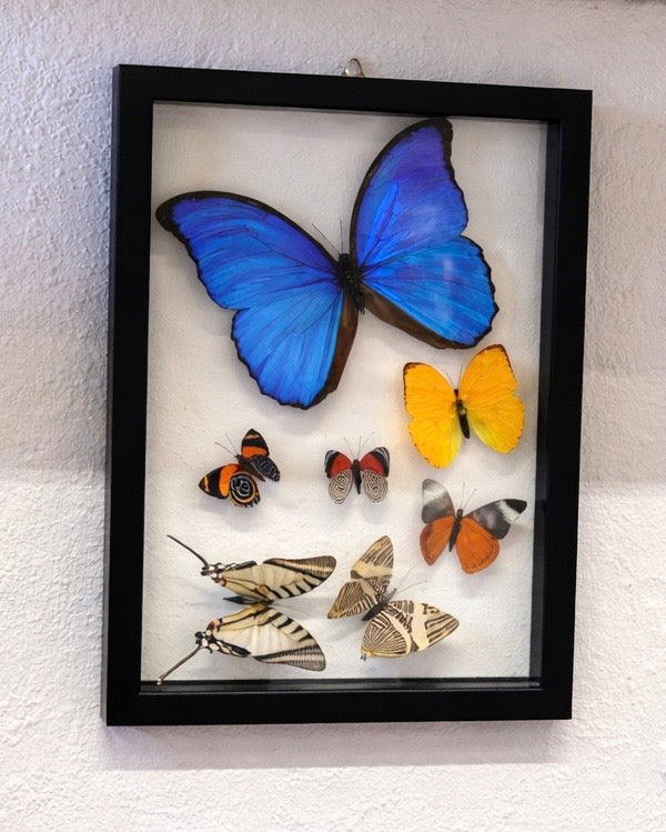 Real Framed Butterfly Wall Art
