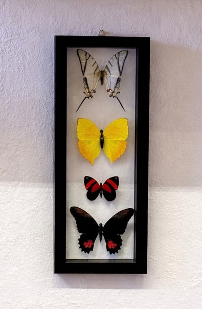 Real Framed Butterfly Wall Art