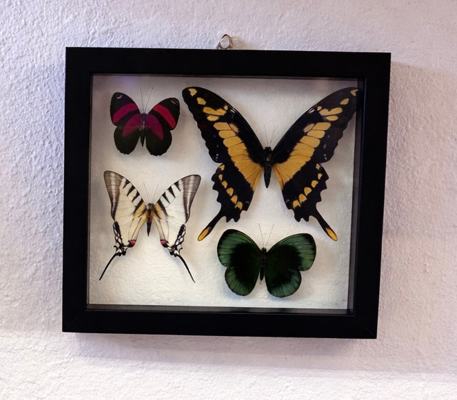 Real Framed Butterfly Wall Art