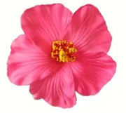 Amapola Flower / Hibiscus Flower