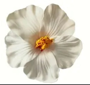 Amapola Flower /Maga Flower