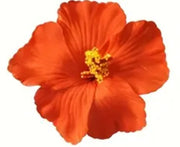Amapola Flower / Hibiscus Flower