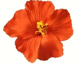 Amapola Flower /Maga Flower