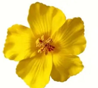 Amapola Flower /Maga Flower