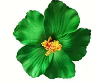 Amapola Flower /Maga Flower