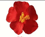 Amapola Flower / Hibiscus Flower