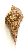 Sea shells/triton Trumpet