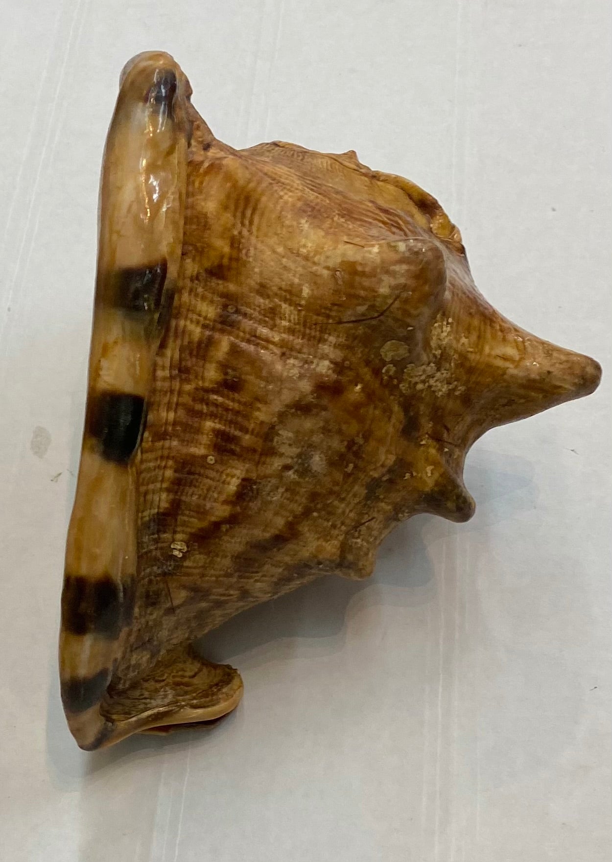 Strap sea shell