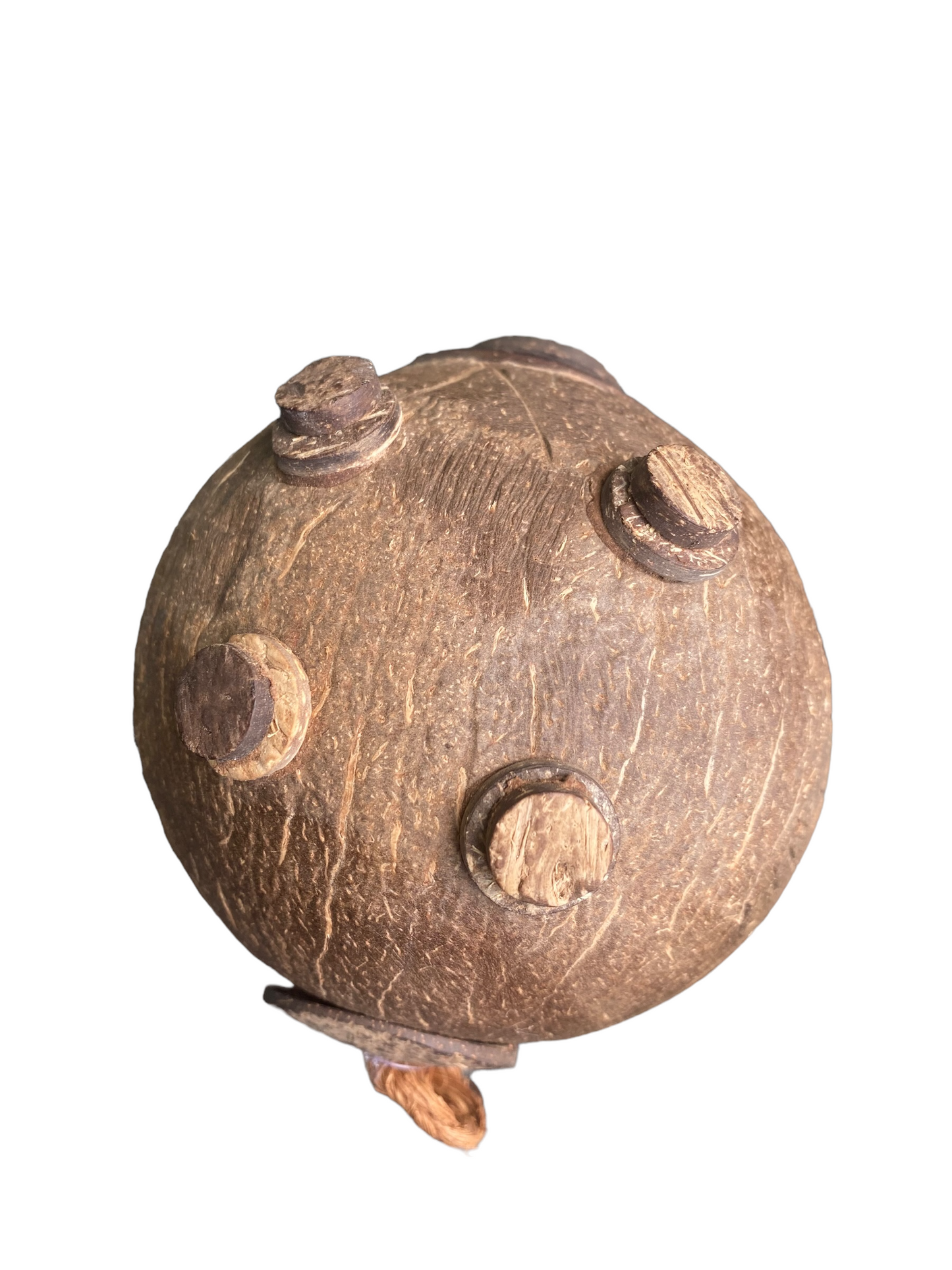 Coconut shell Piggy bank