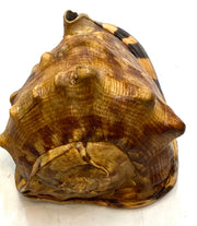 Strap sea shell