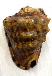 Strap sea shell