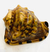 Strap sea shell